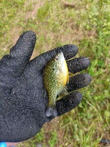 Green Sunfish