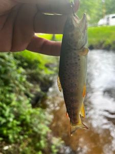Brown Trout