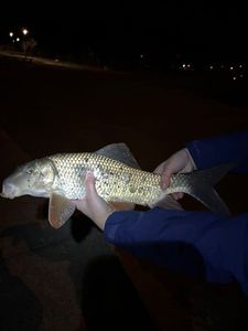 Silver Redhorse