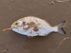 Gilthead Seabream
