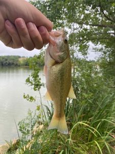 Smallmouth Bass