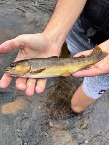 Brown Trout