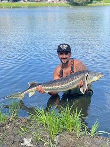 Danube Sturgeon