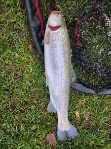 Rainbow Trout