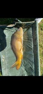 Leather Carp