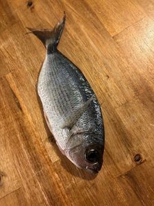 Saddled Seabream