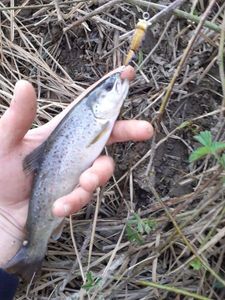 Brown Trout