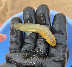 Monkey Goby