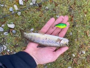 Brown Trout