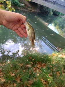 Largemouth Bass