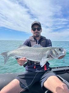 European Bass (Seabass)