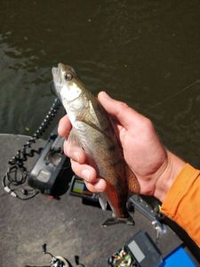 Zander