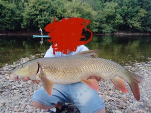 Barbel