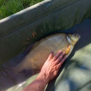 Common Bream