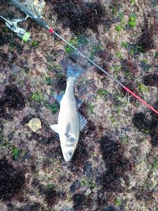 European Bass (Seabass)