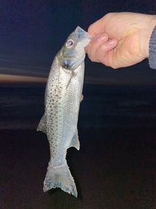 Spotted Seabass