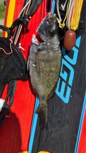 White Seabream