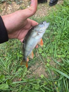 European Perch