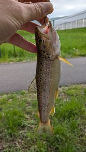 Brown Trout