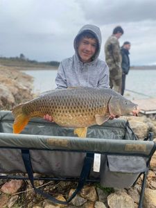 Common Carp