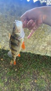 European Perch