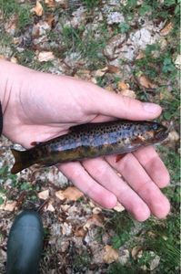 Brown Trout