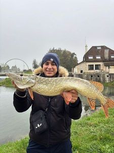 Northern Pike