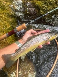 Brown Trout