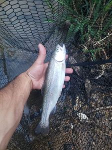 Rainbow Trout