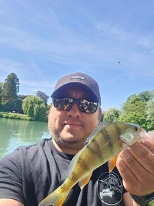 European Perch