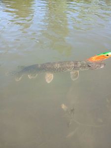 Northern Pike
