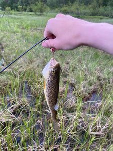 Brown Trout