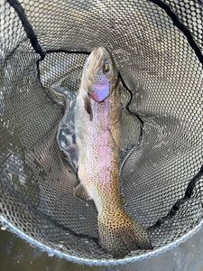 Rainbow Trout