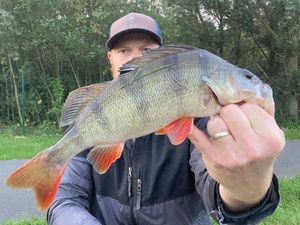 European Perch
