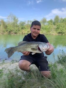 Largemouth Bass