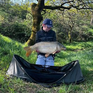 Common Carp