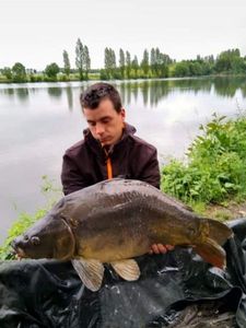 Mirror Carp