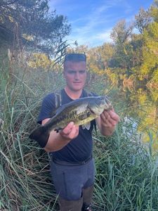 Largemouth Bass