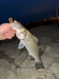 European Bass (Seabass)