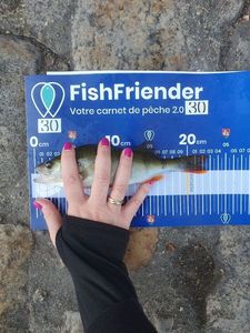 European Perch