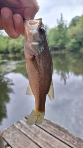 Largemouth Bass