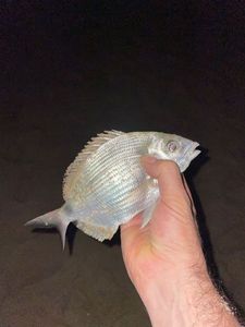 White Seabream