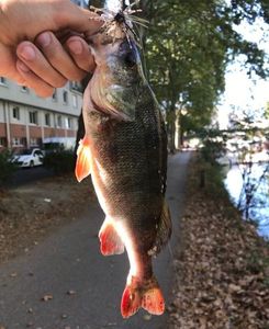 European Perch