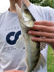 Zander
