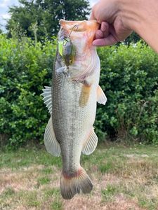 Largemouth Bass
