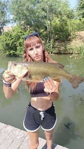 Largemouth Bass