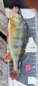 European Perch