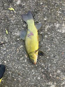 Tench