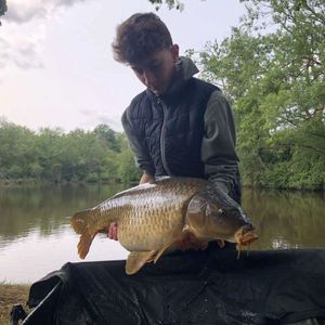 Common Carp