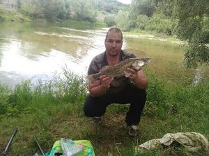 Zander